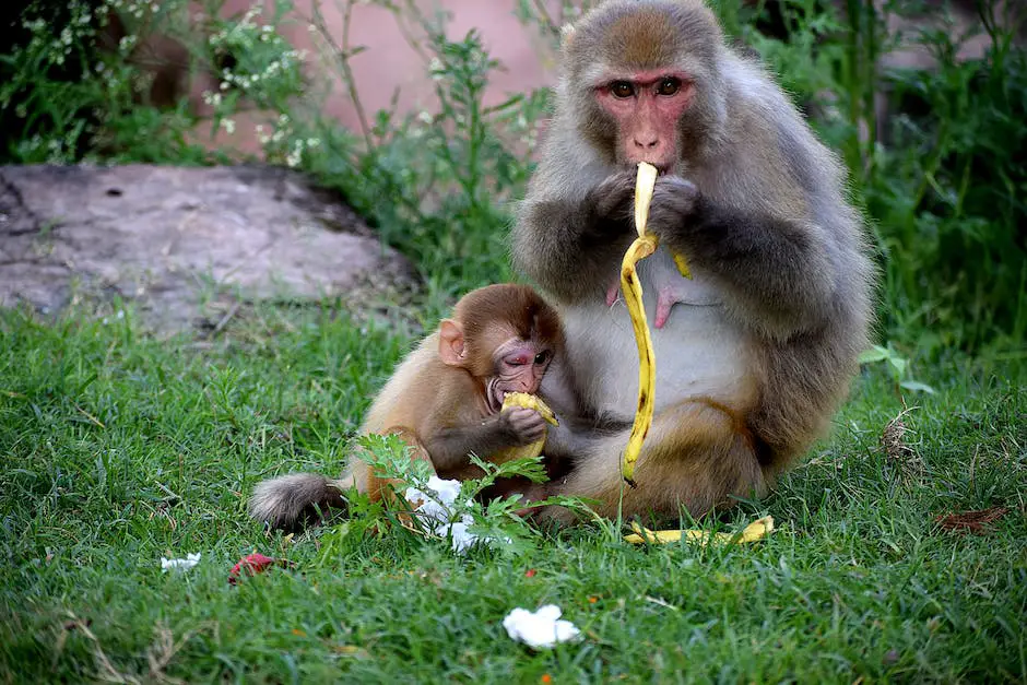 Affen die Fleisch als Nahrungsquelle konsumieren